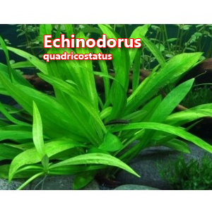 Echinodorus quadricostatus